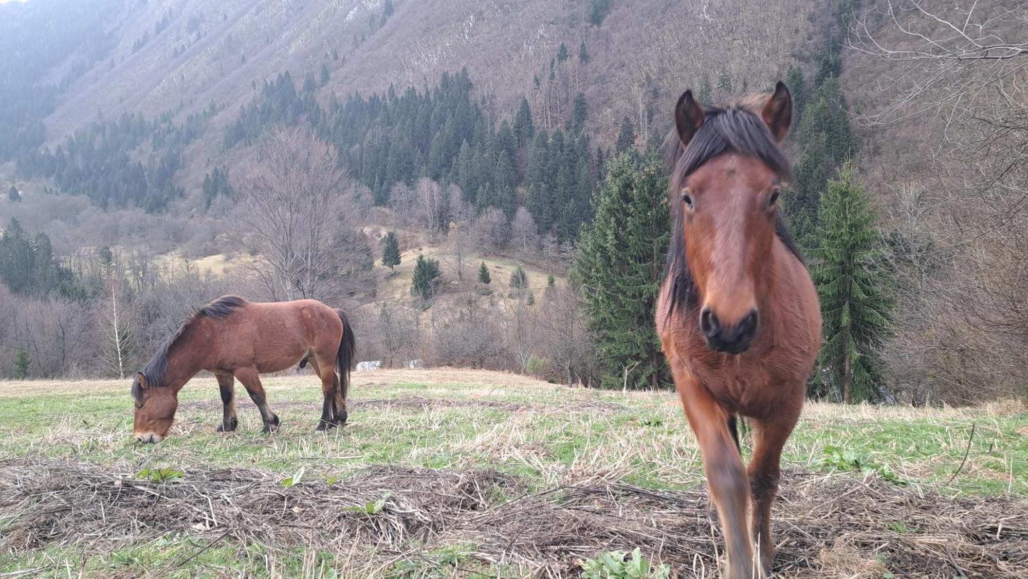 Montenegrinabih, Petrovici, Istocno Szarajevó Kültér fotó